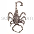 Pendant scorpion, moderately large